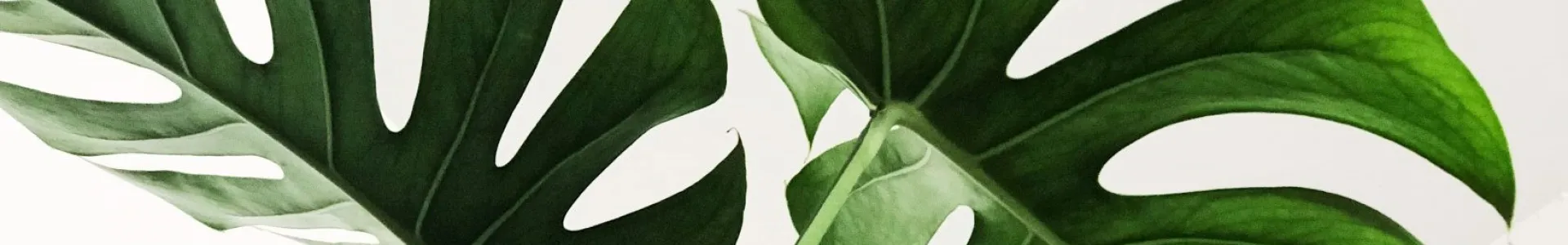 Briefly describe the main elements, colors and composition of this picture in one short sentence.