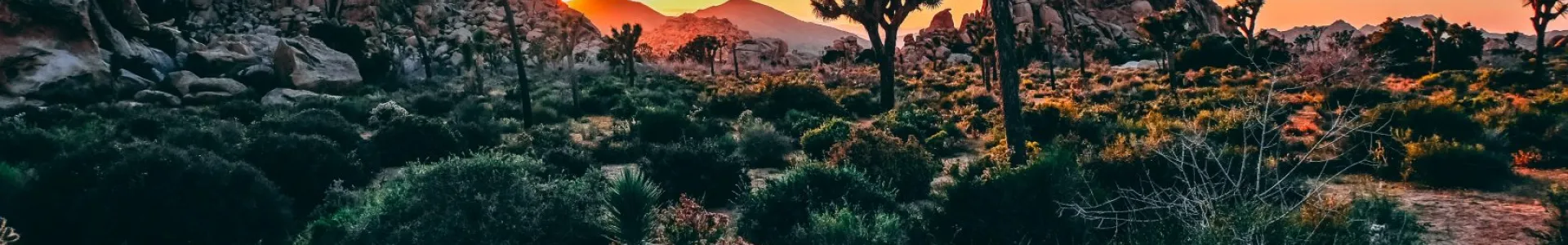 A wide desert landscape at sunset with warm orange light over rocky terrain, silhouetted trees, and a glowing sky fading into blue