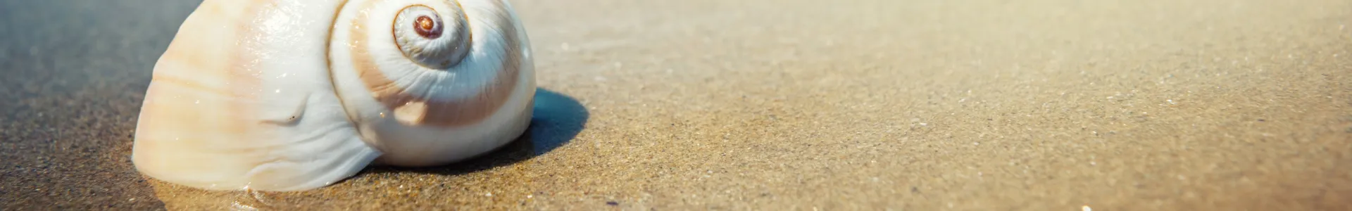 A soft-toned spiral seashell rests on wet sand with gentle blue and beige hues, composed with lots of negative space and shallow depth of field.
