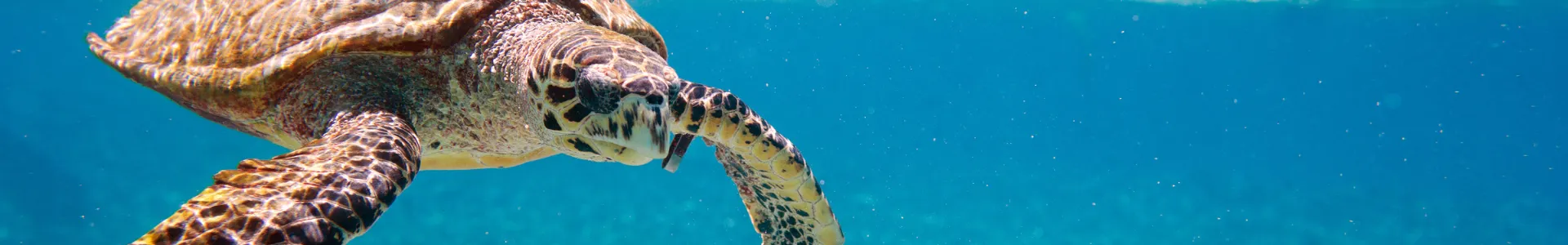 A sea turtle swimming just below the surface of bright turquoise water, with sunlight rippling across its brown patterned shell and the sandy seabed visible below.